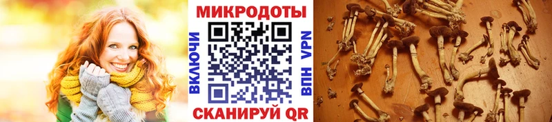 даркнет сайт  Сибай  Галлюциногенные грибы прущие грибы 